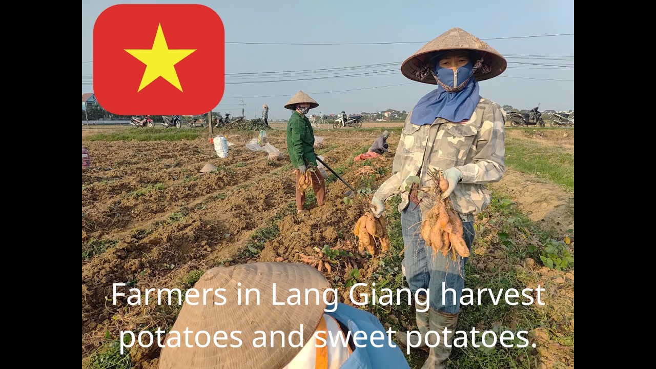 Do farmers in Lang Giang still harvest potatoes manually like that?