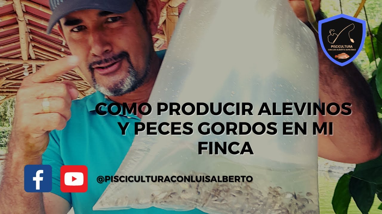 Como producir Alevinos y peces gordos en mi finca - Acuicultura