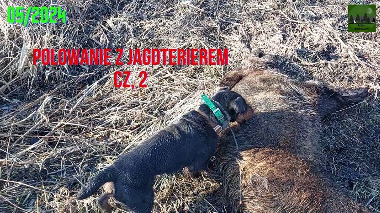 LEŚNE MYSZKOWANIE- 05/2024 Polowanie z Jagdterierem cz, 2