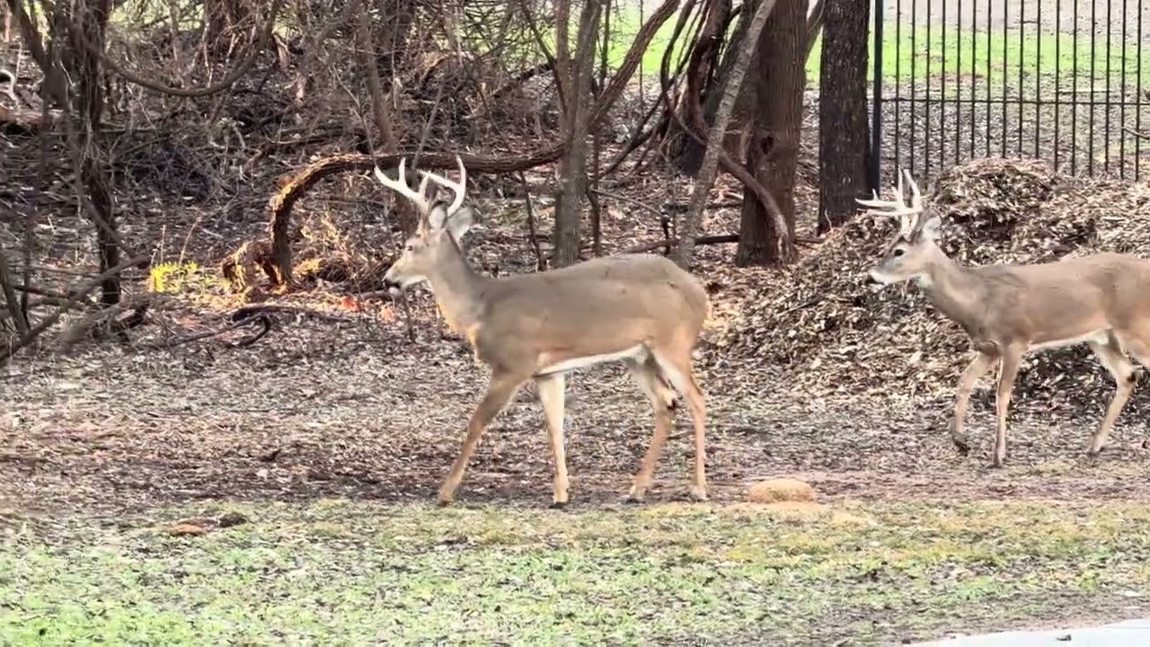Several Whitetail Bucks Show Up With A Good Amount Of Doe And Turkeys! 1/10/26