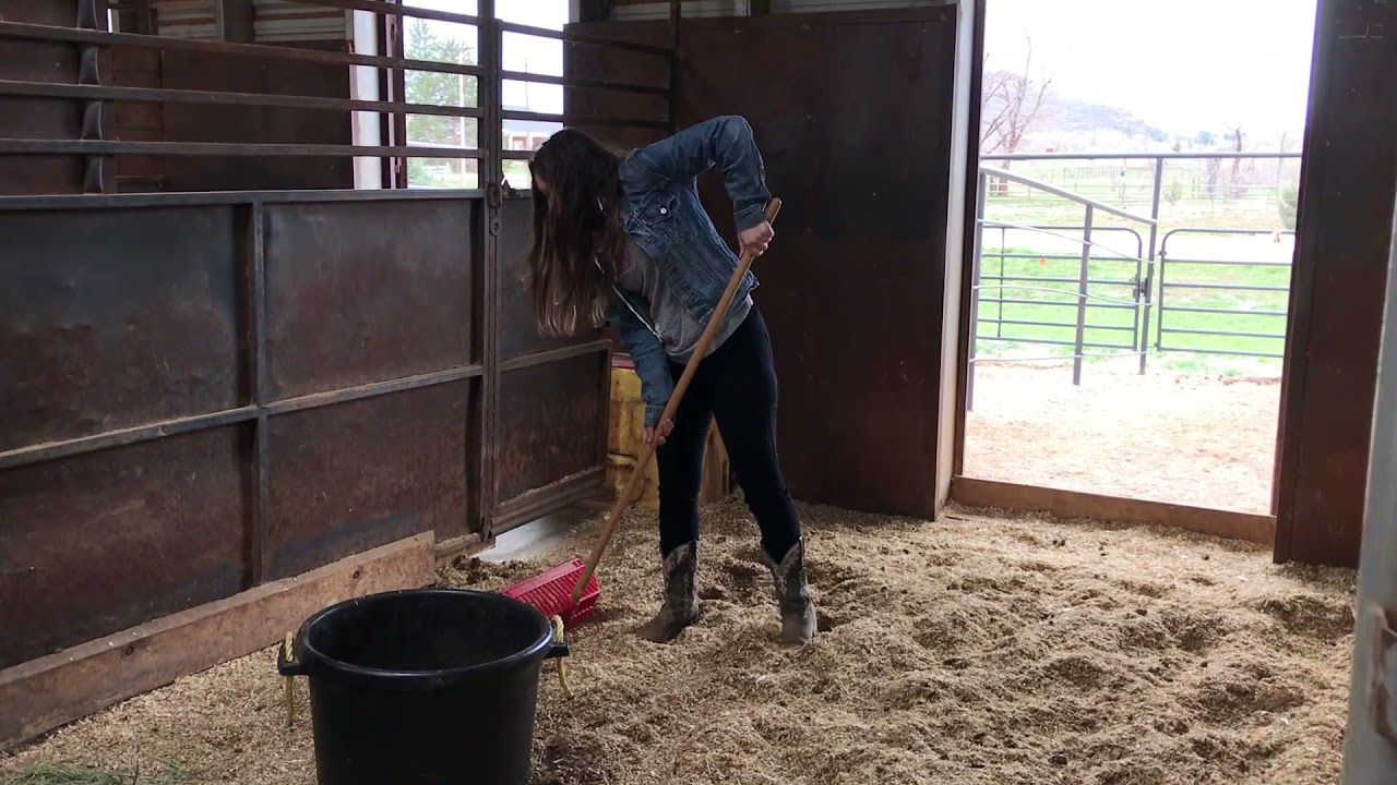 H&H Volunteer Tips: Cleaning Stalls