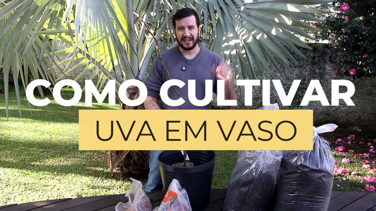 Como Plantar Uva em Vaso