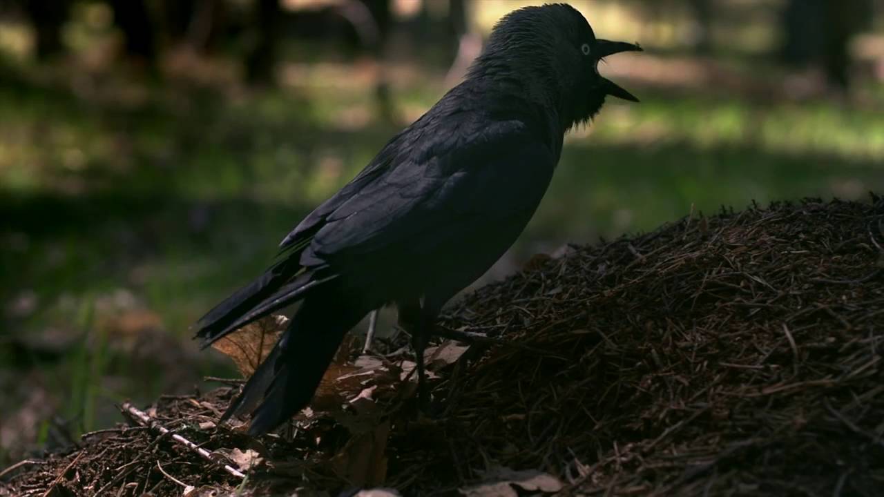 Biomimetismo 13: los beneficios secretos del ácido fórmico