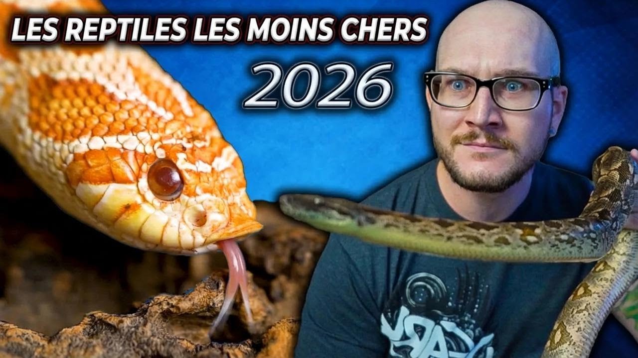 Top 5 des reptiles les moins chers à adopter en 2026