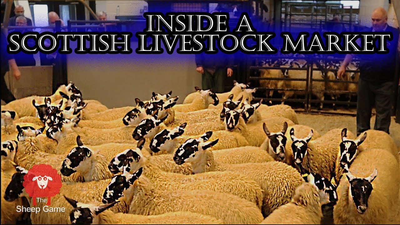 MY FIRST BIG SHEEP SALE OF THE SEASON!  |  Ayr Livestock Market