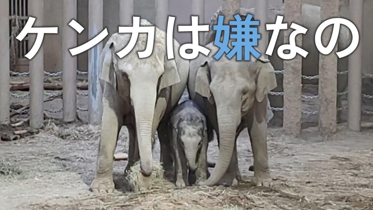 大好きなママとお姉ちゃん。争って欲しくない時に赤ちゃんがとった行動