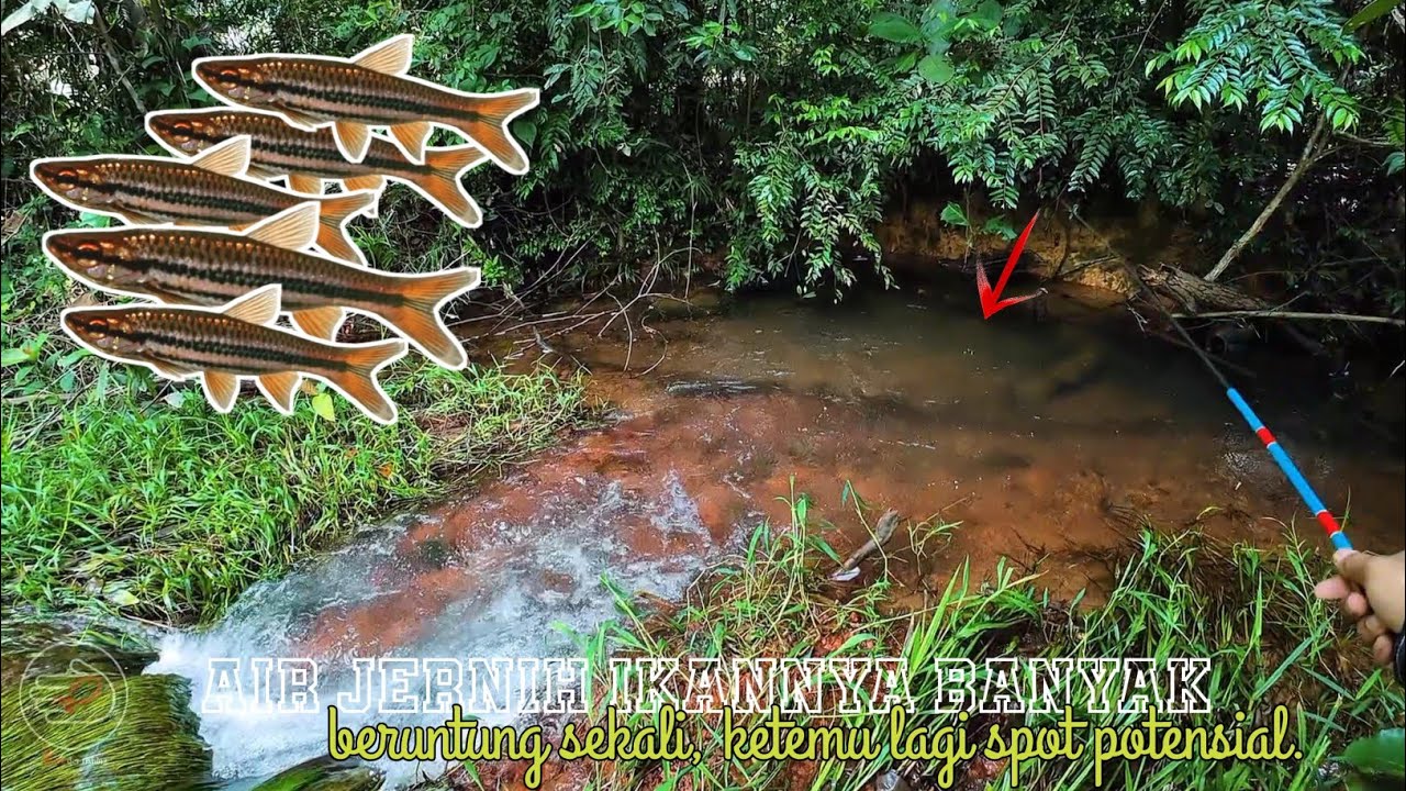 🔴AIR JERNIH IKANNYA BANYAK,KETEMU SPOT POTENSIAL SELUANG BABON LAGI ||🍃🎣 #microfishing  
