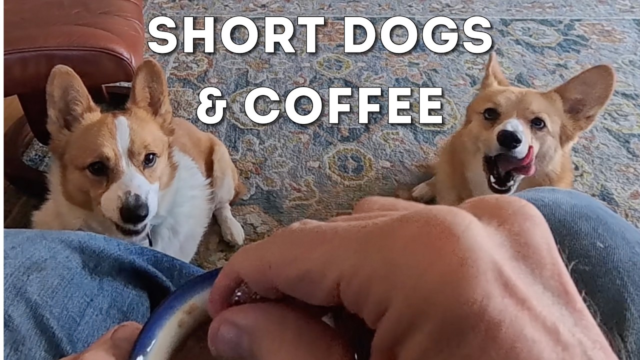 A Short Video About Short Dogs and Coffee
