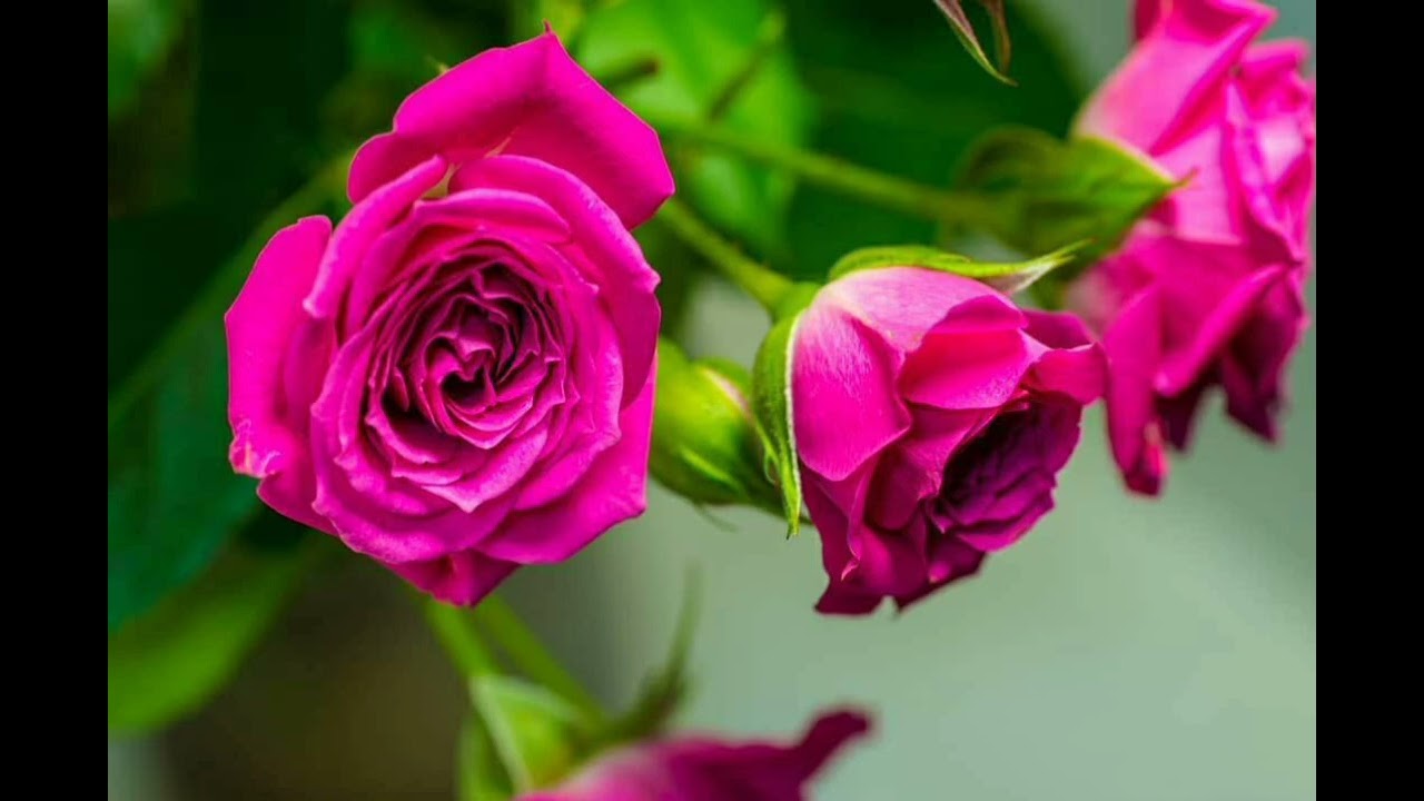 إليك عزيزتي (من كتاب متفرقات مفيدة بقلم منى حمدي)