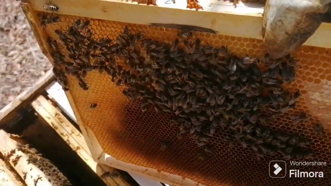 Първи осведомителен преглед 10.3.2024