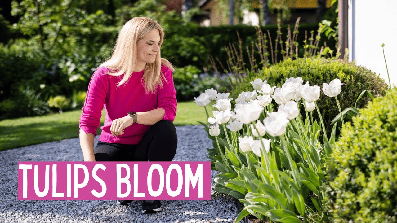 Spring Tulips in Full Bloom – My Top Varieties, Tips for Success, and What to Do After Flowering