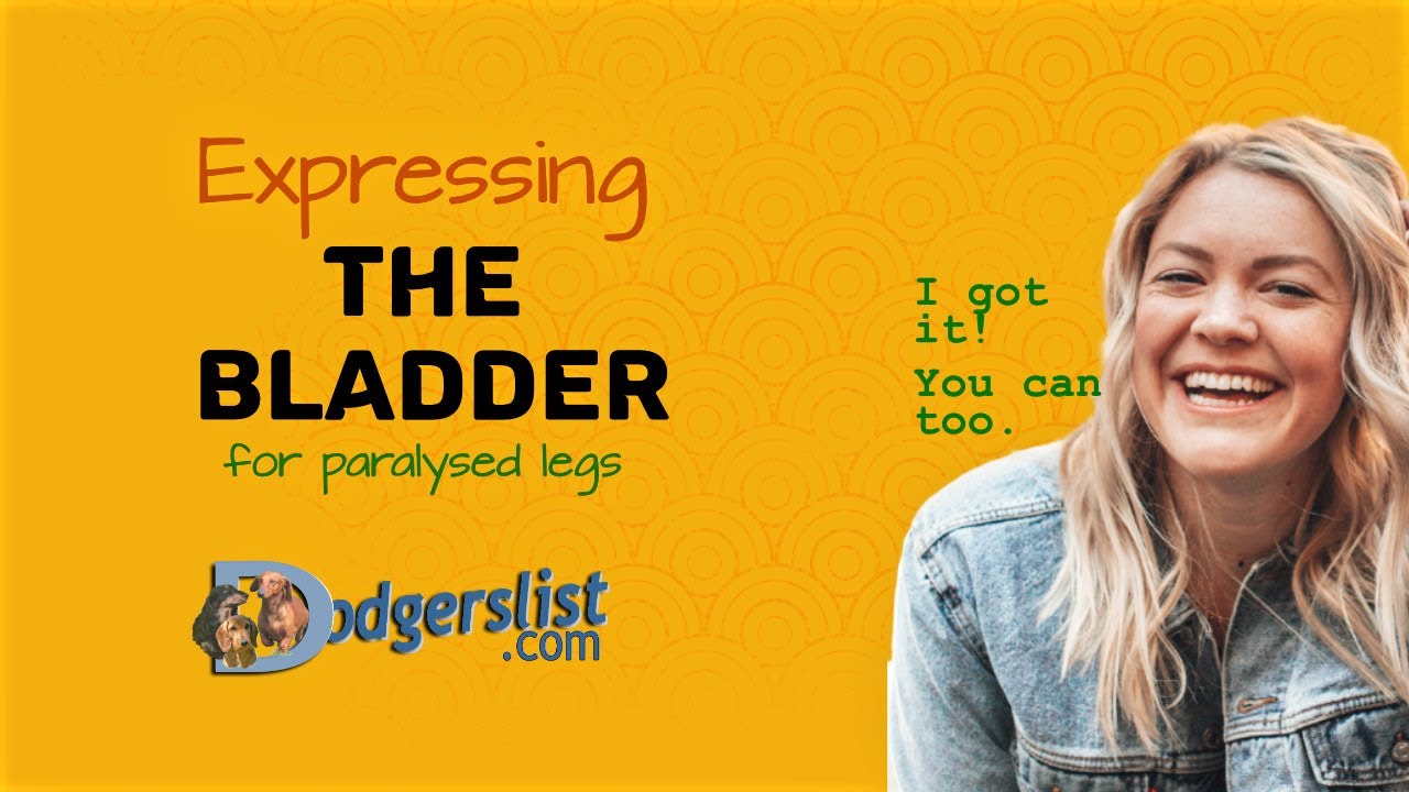 Expressing the bladder for a paralyzed dog