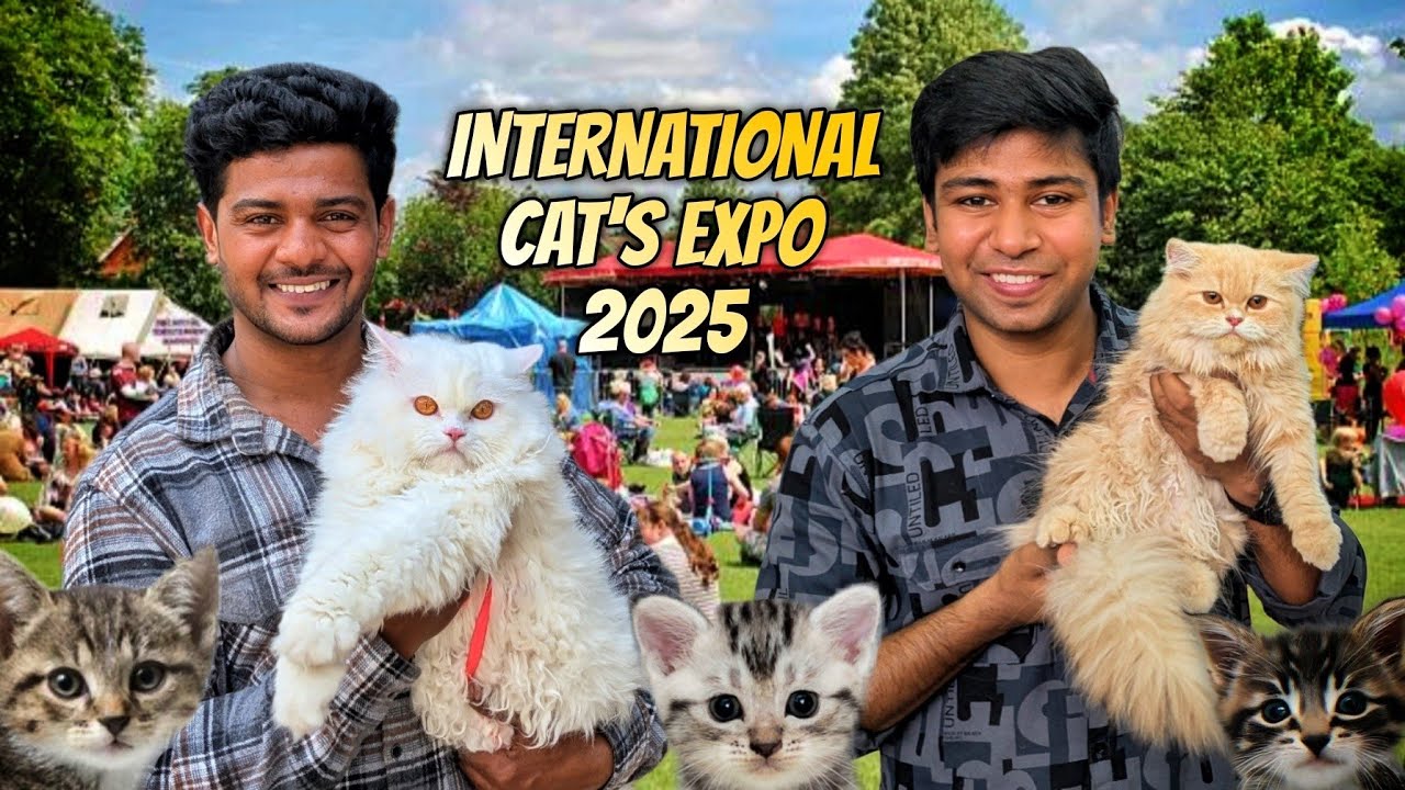 Bangalore's Biggest international Cats expo more then 300+ breeds of cats under one roof ❤️