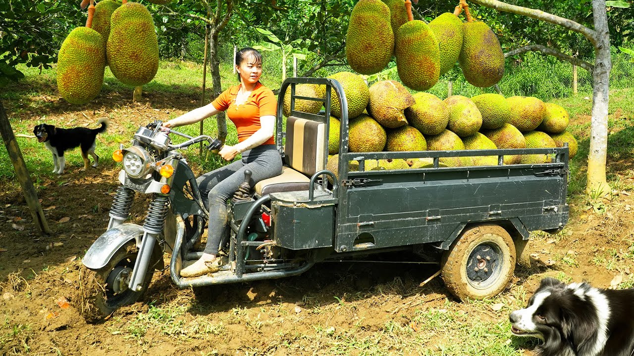 Harvesting Many Jackfruit ( Mít Mít ) Goes To The Countryside Market Sell - Farm Life