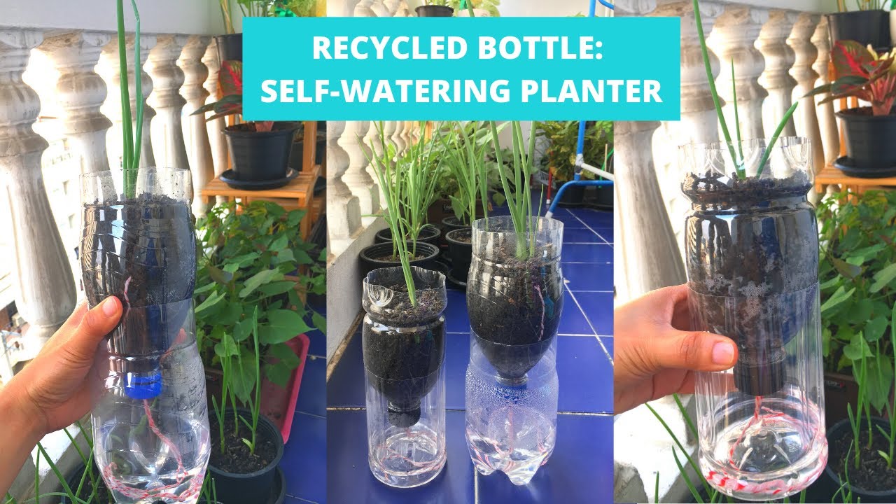Self-Watering Planter from Recycled Bottle |DIY Self-Watering Pots | Capillary Action in DIY Planter
