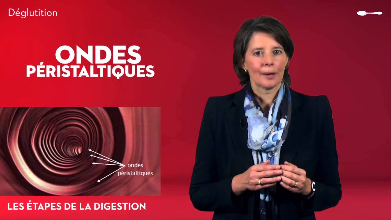 Le syst&egrave;me digestif - L&rsquo;&oelig;sophage