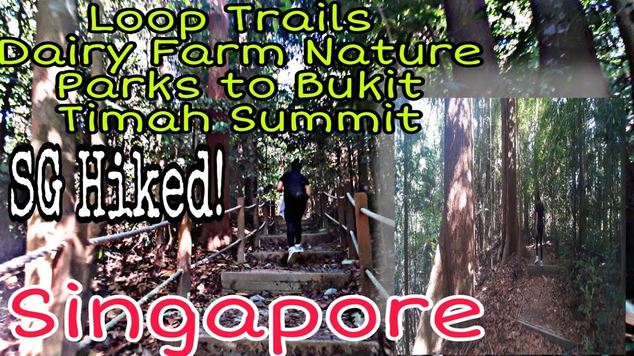 INTENSE HIKED!FROM DAIRY FARM NATURE PARK LOOPS TRAILS TO BUKIT TIMAH SUMMIT.AMAZING HIKED!