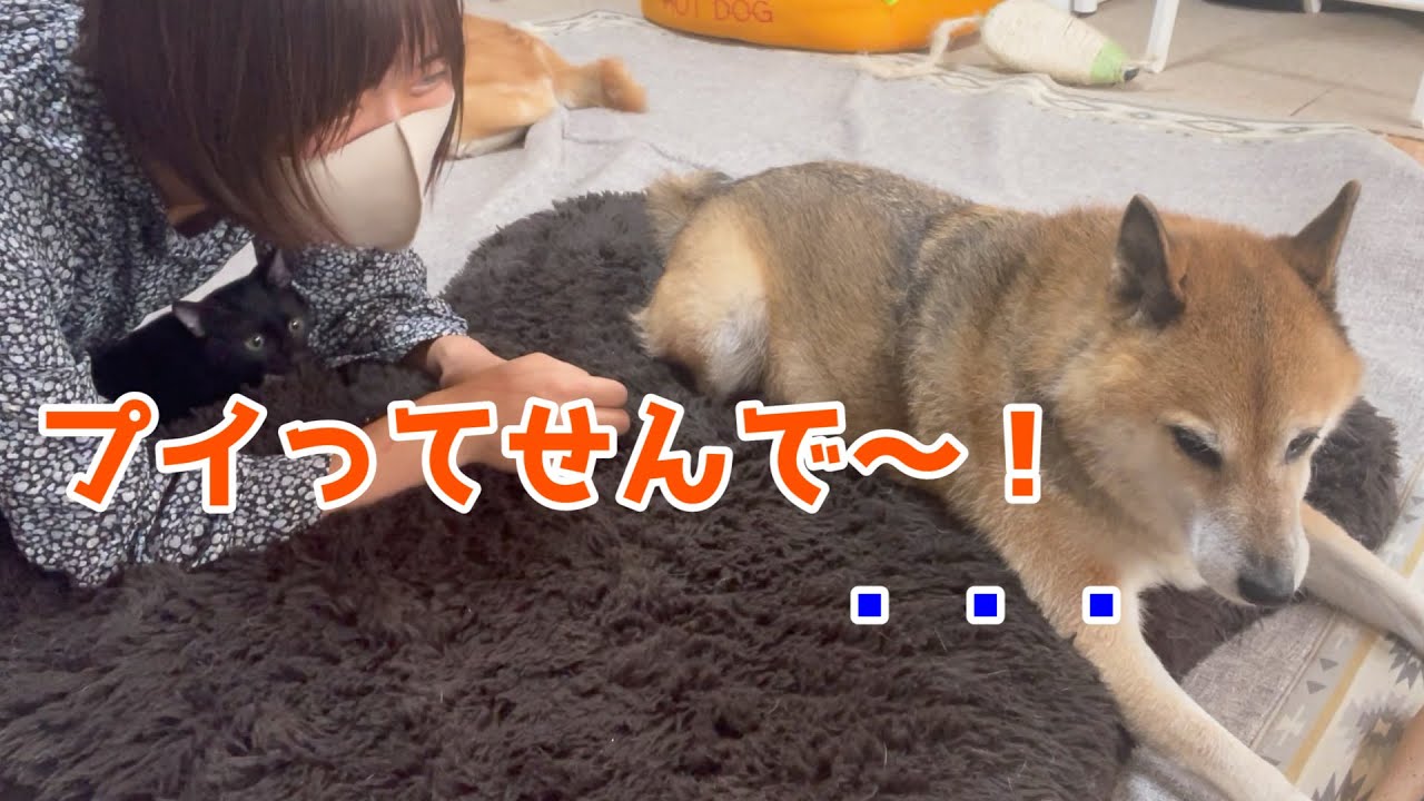 柴犬の秘密をバラしたら怒られちゃった