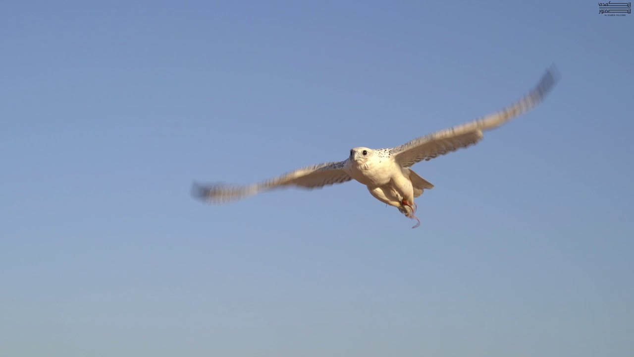 Gyr Falcons in action, صقور جير في الصيد