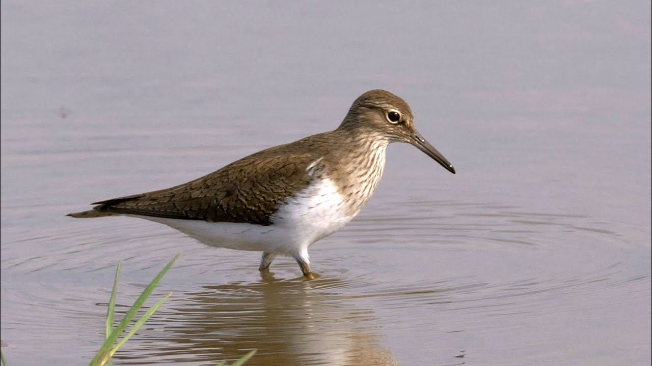 Common Sandpiper in Spain