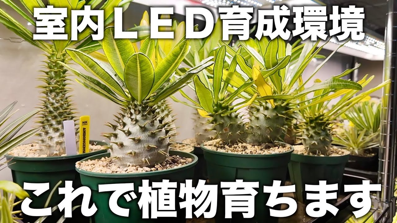 【塊根植物】冬でもスクスク育つうちの室内育成環境を紹介します