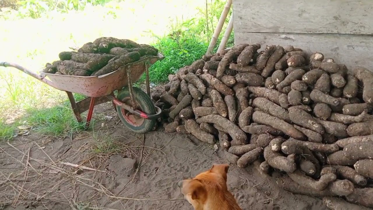Panen Talas jumbo