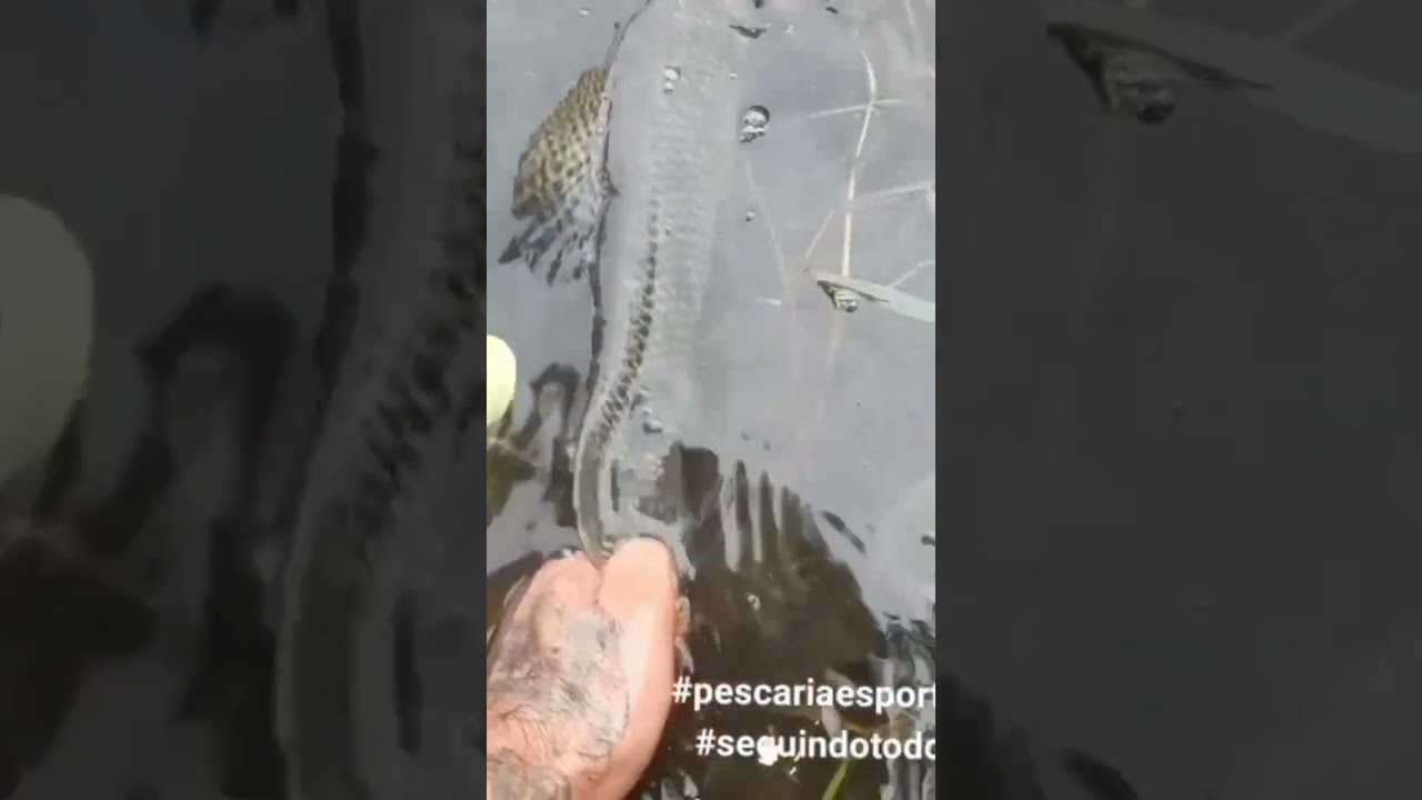 GLUB-DUPLO das @iscasmatadeira mostrando seu poder de fisgada #pescaria #tra&iacute;ras