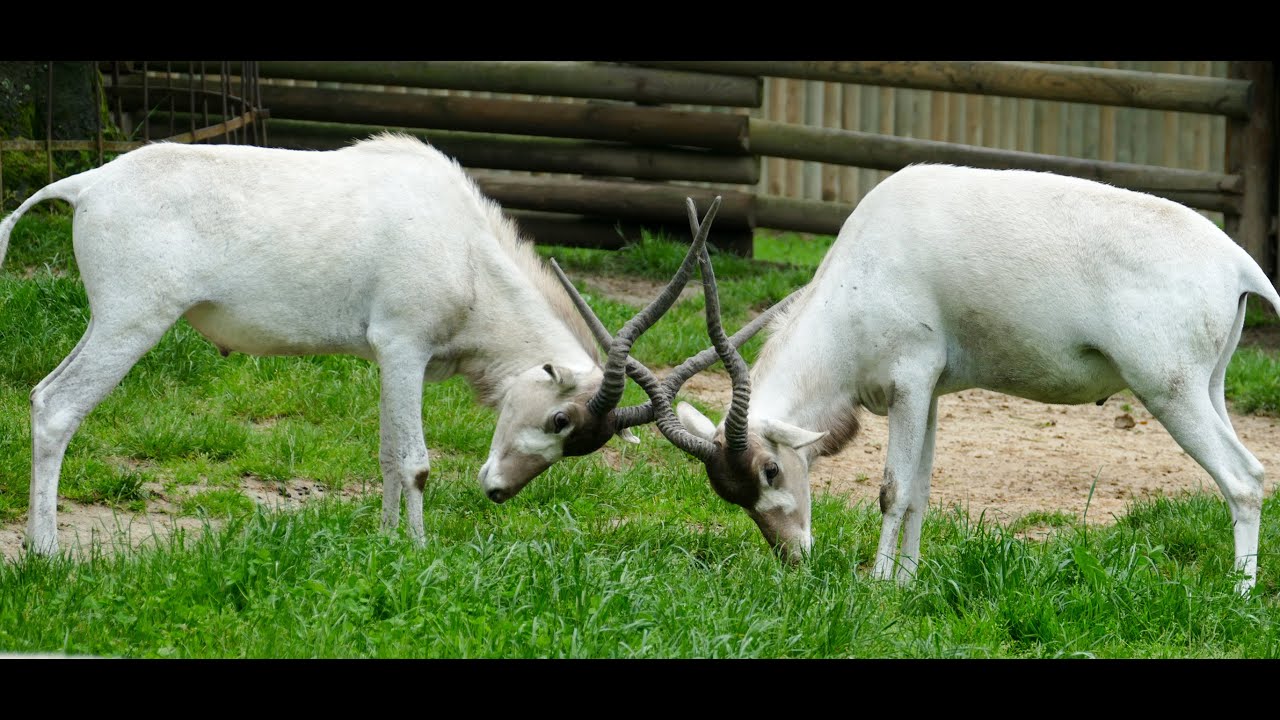 Kraków Zoo