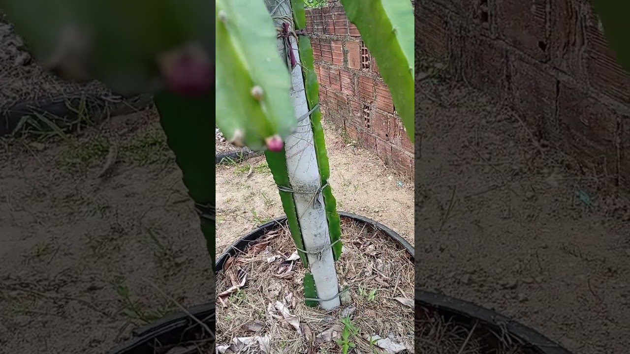 Atualização das pitayas cultivadas com adubos 💯% organico