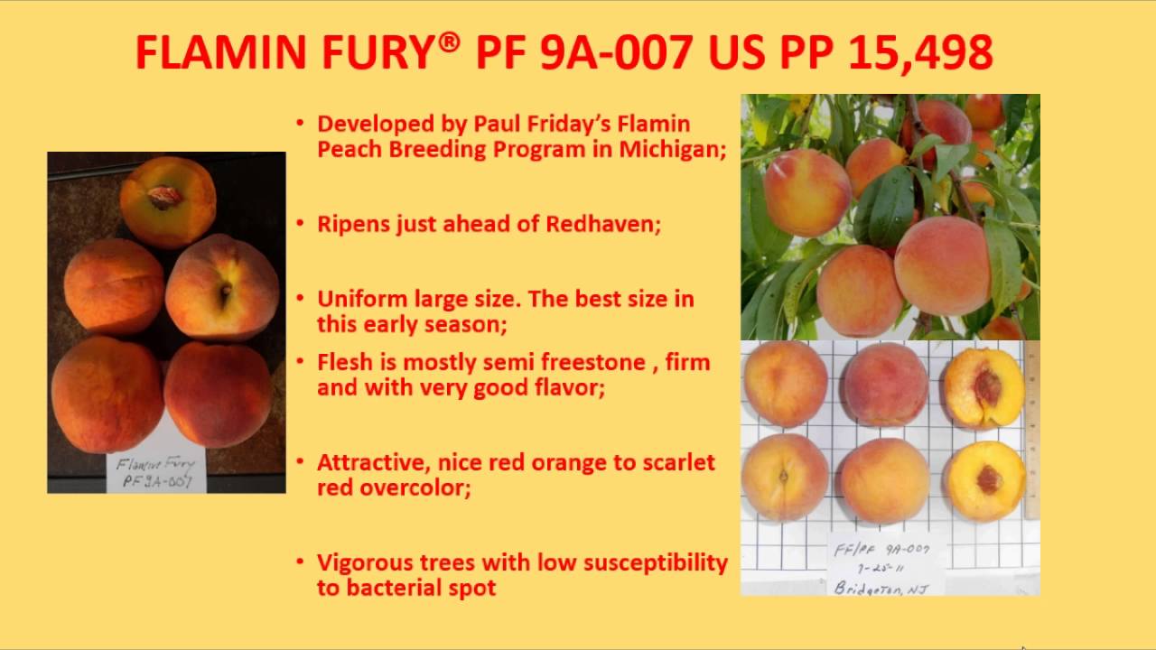 What's New in Peach Varieties?