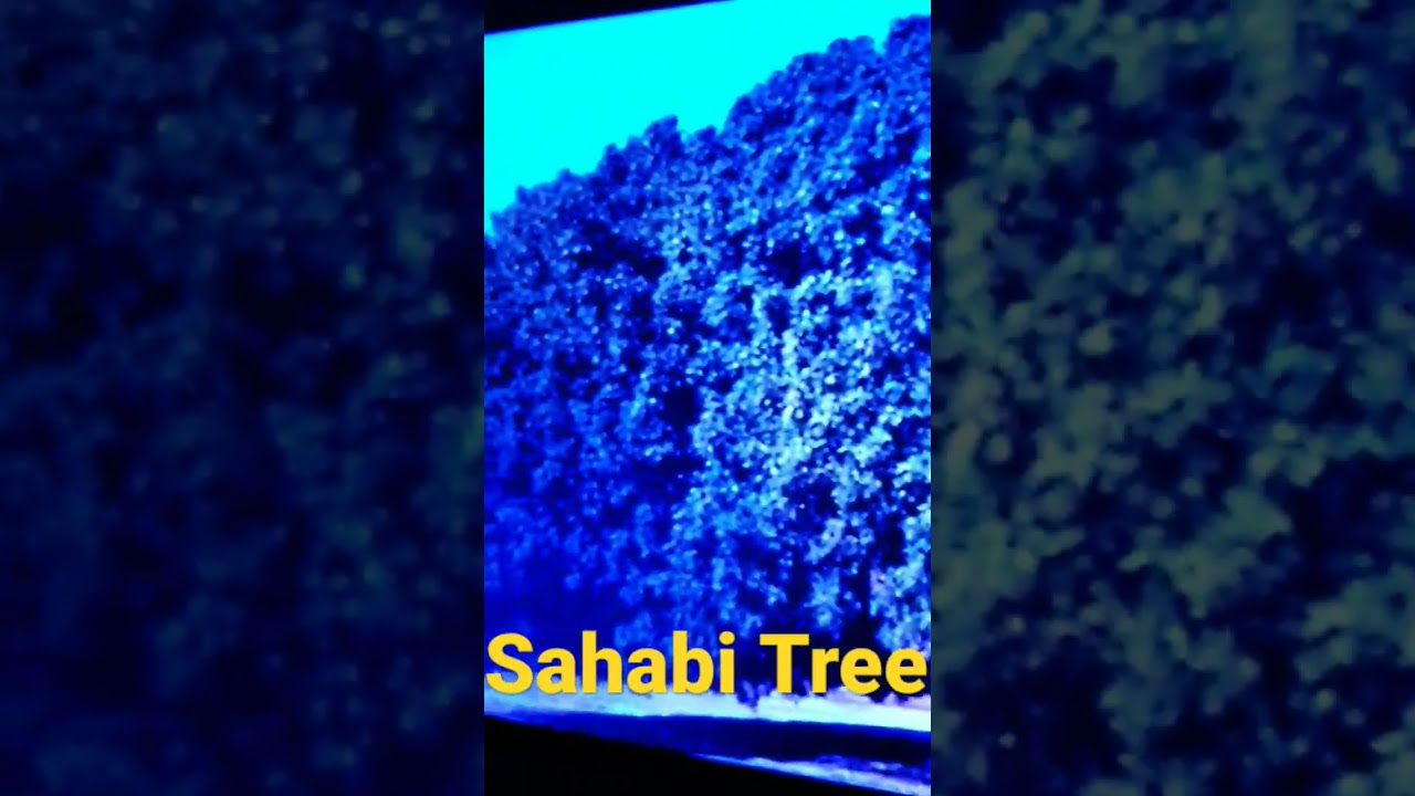 Sahabi Tree in Jordan #islam #muhammadﷺ
