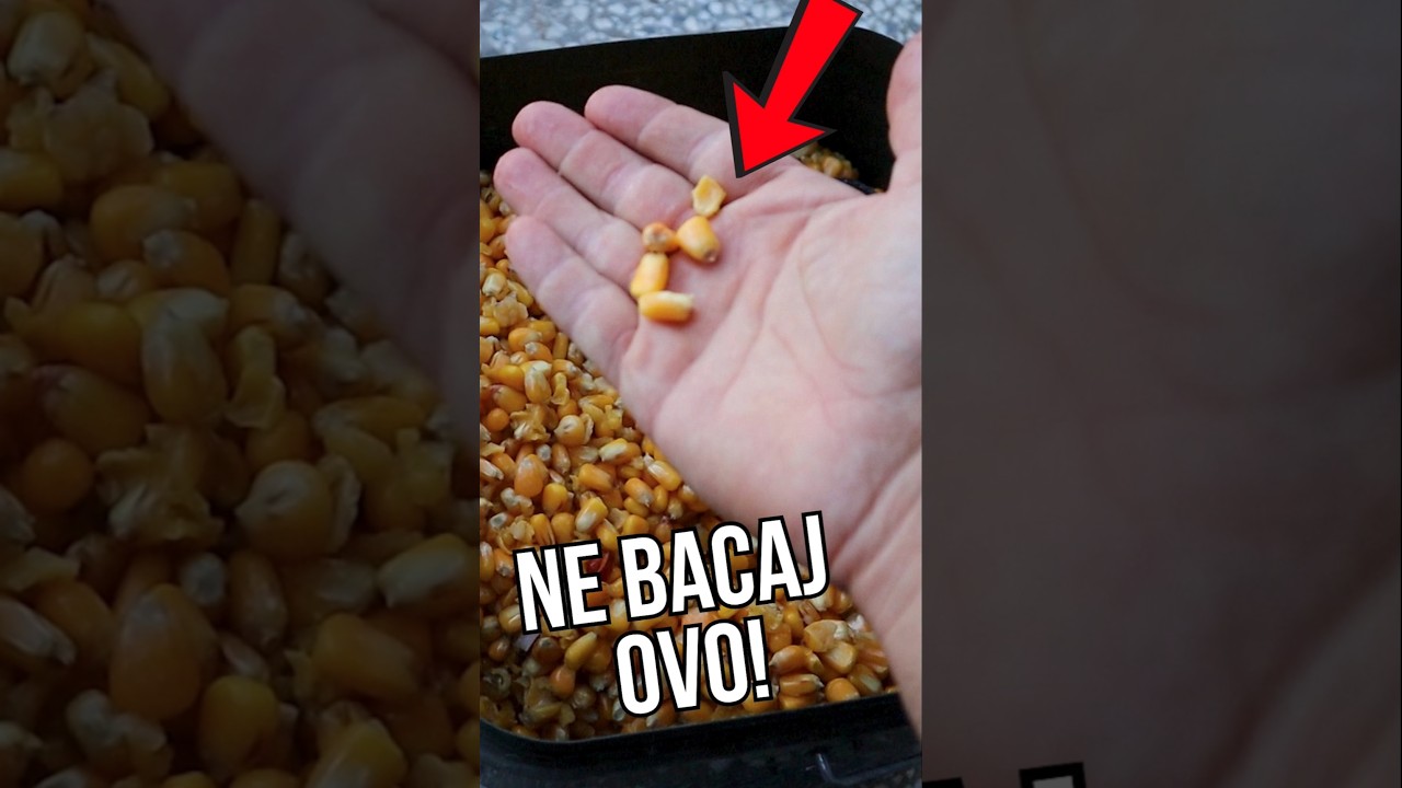 NE BACAJ OVA ZRNCA! 🎯 Trik koji &scaron;arani obožavaju! #pecanje #fishing #trik #carpfishing