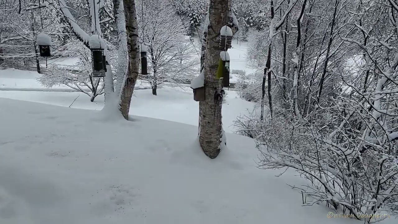 Snowstorm aftermath and those fearless chickadees! Plainfield, New Hampshire 2/21/26