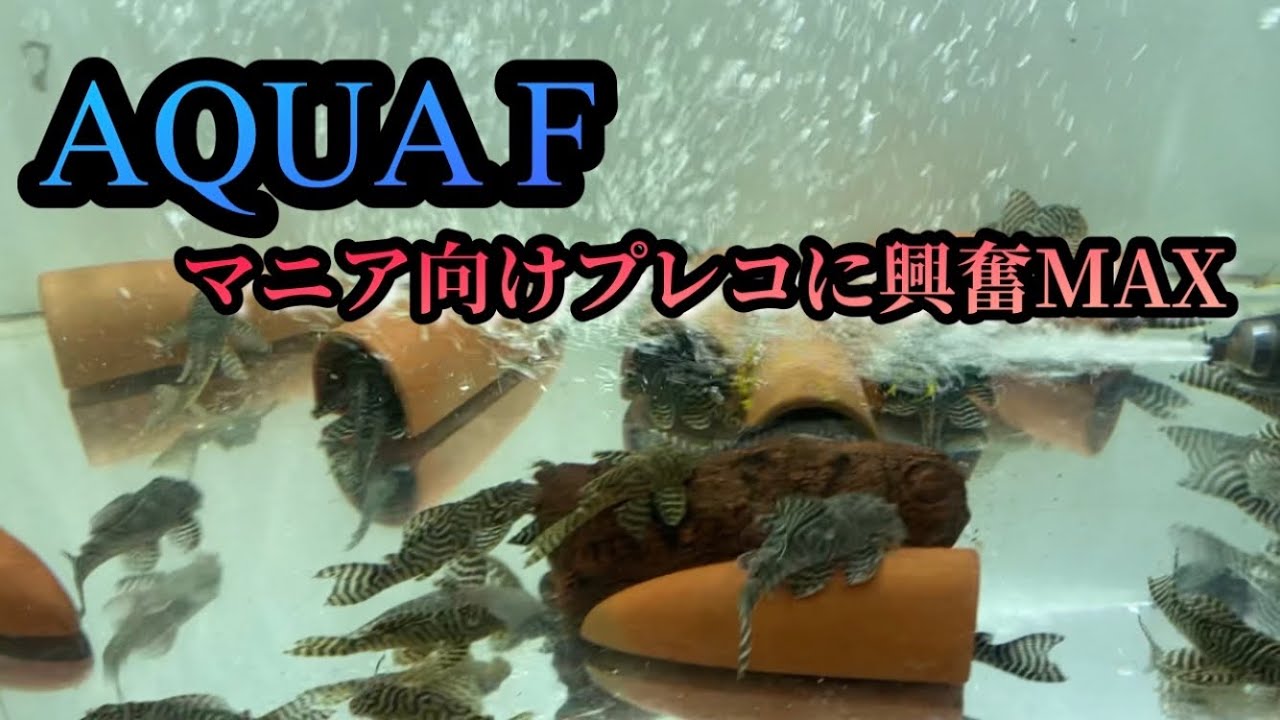 【AQUA F】マニア向けプレコの宝庫　リアルメガクラウンがお出迎え