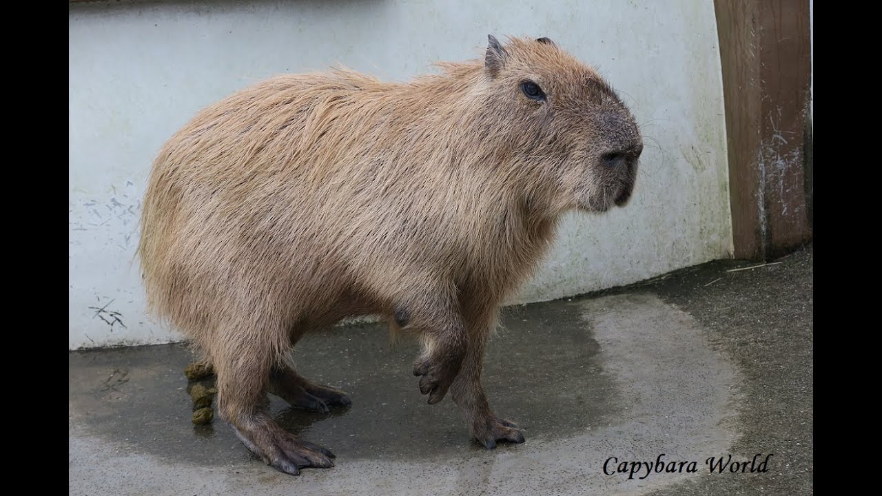 Sodeguara Zoo Is The Best Zoo in Japan for Capybaras ソデグアラ動物園はカピバラの楽園だ 長崎バイオパークで飢えに苦しむカピバラ