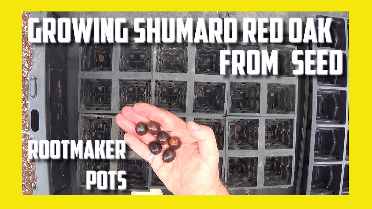 Growing Shumard Red Oak From Seed