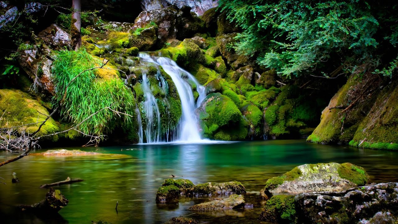 Rainforest - Heart of the World