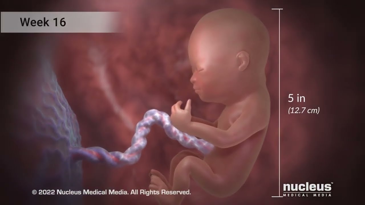Second Trimester of Pregnancy