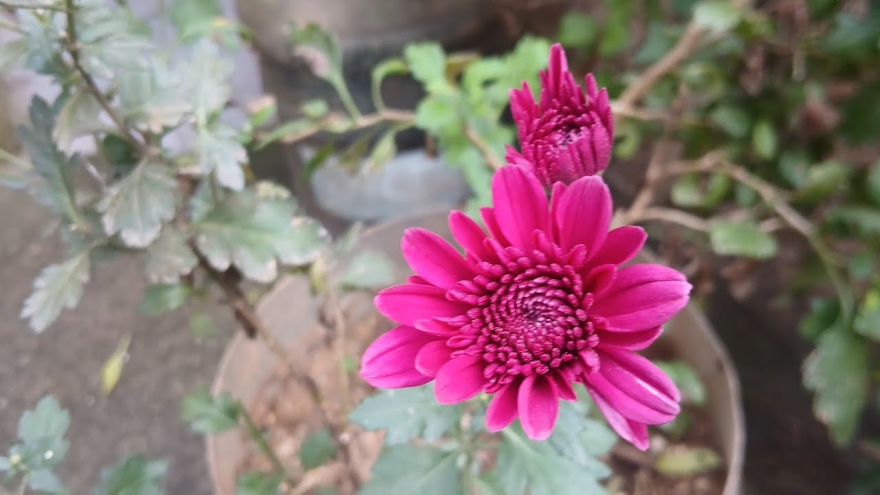 Stem propagation / Flower update from various sellers/M.S.P garden/Rosenursery/Jsr nursery 