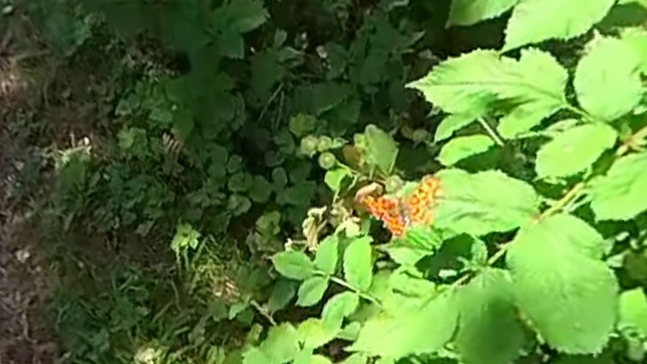 Slow motion butterfly flight [360° VR England]