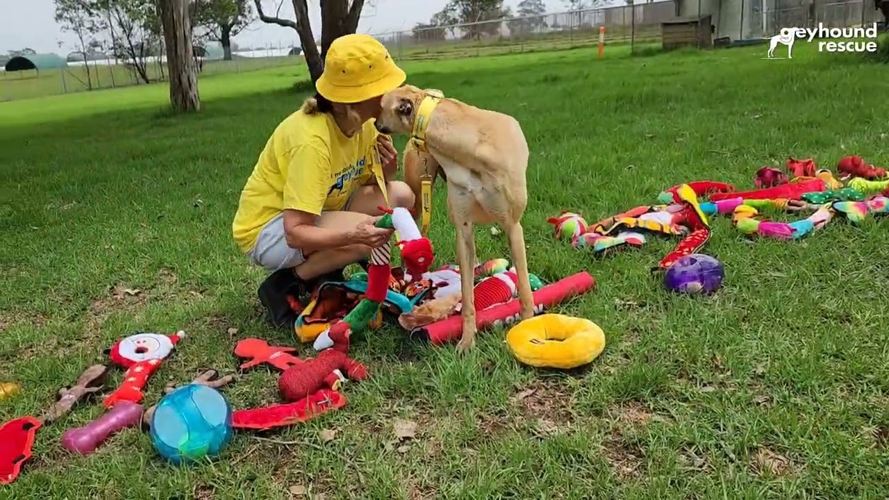 Greyhound Rescue Christmas Toy Parade 2023!