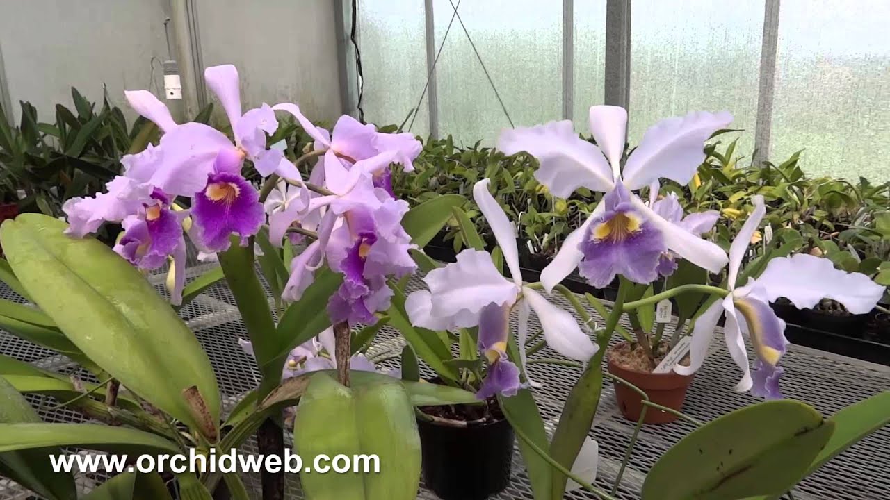 OrchidWeb - Cattleya warscewiczii coerulea 'Angarita' x self