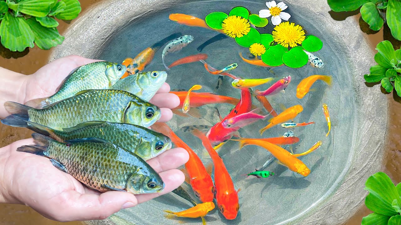 Amazing Catch Colorful Mini Aquarium Fish In Tiny Pond, Banana Fish, Sailfish, Flowerhorn Fish, Koi