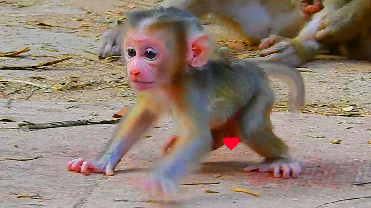 Newborn Lucan runs so fast escape from his mother, Newborn Lucan feel proud when he can walk himself