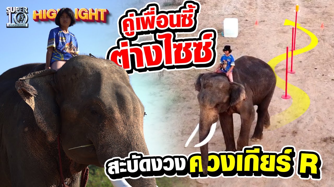 #น้องปูเป้ #พลายโอเล่ คู่เพื่อนซี้ต่างไซซ์ สะบัดงวง ควงเกียร์ R HIGHLIGHT | SUPER10