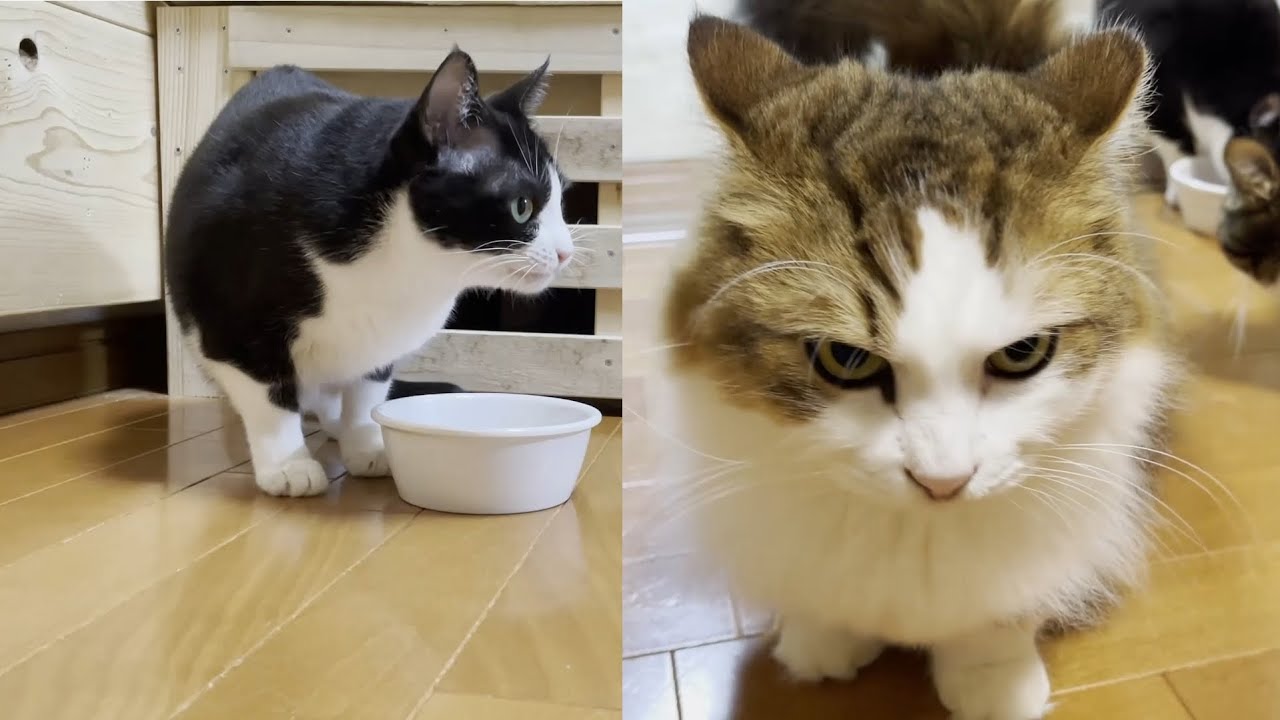 超器用な猫vs超強引な猫
