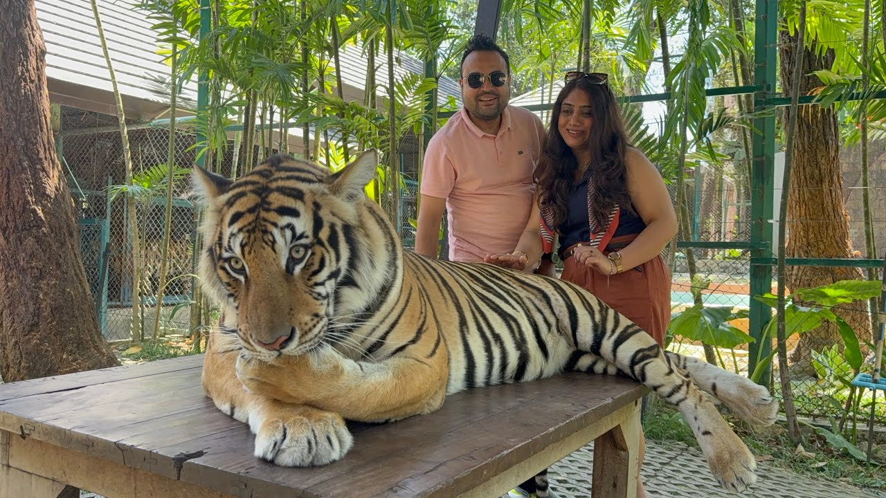Tiger kingdom || phuket Thailand 
