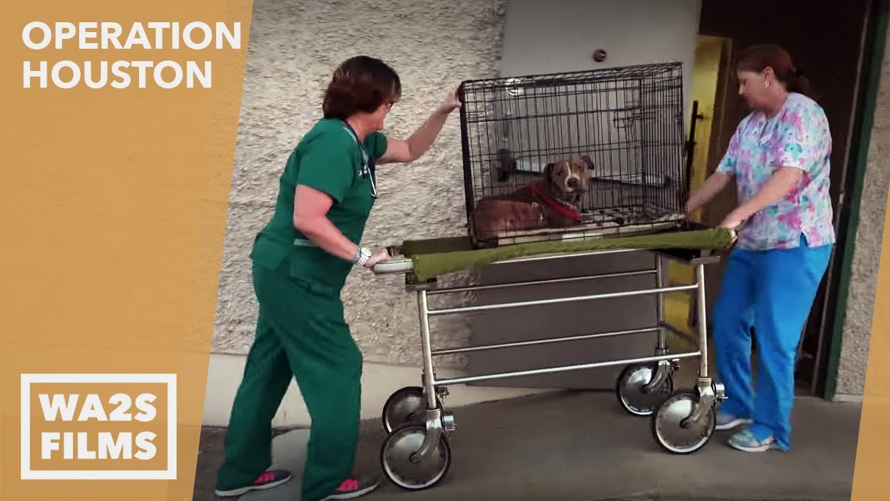 Miraculous Recovery of mOma the Dog-Fighting Breeder Dog! Hope For Dogs | My DoDo