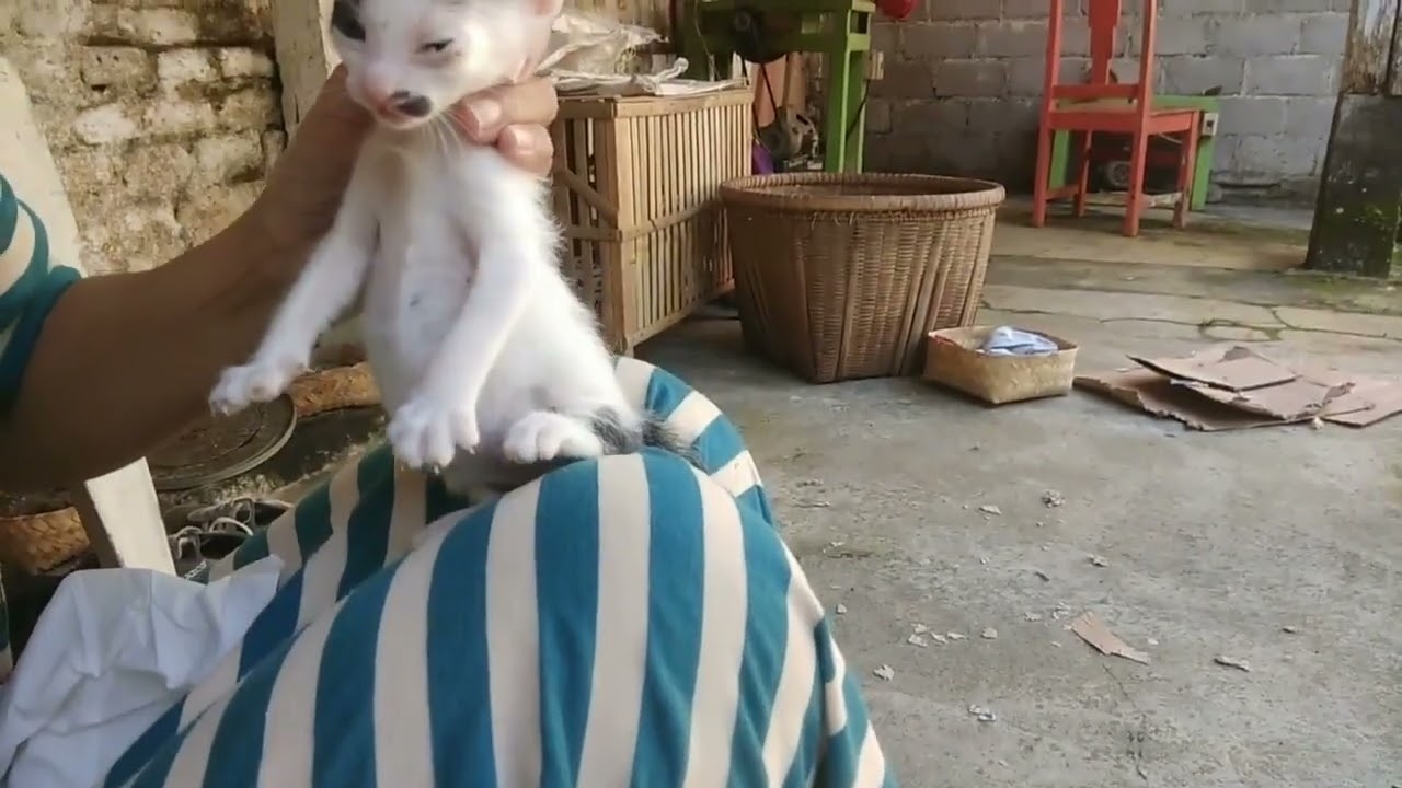 Cleaning cute kitten's eyes | Budi Cat 