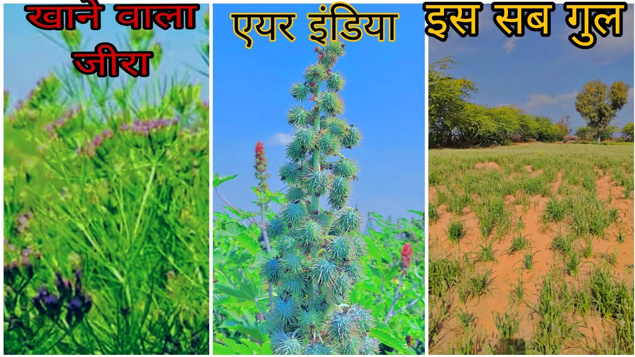 जीरा और अरंडी की फसल भारत पाकिस्तान लास्ट बॉर्डर वहां पर पतली कैसे पकाई जाती है